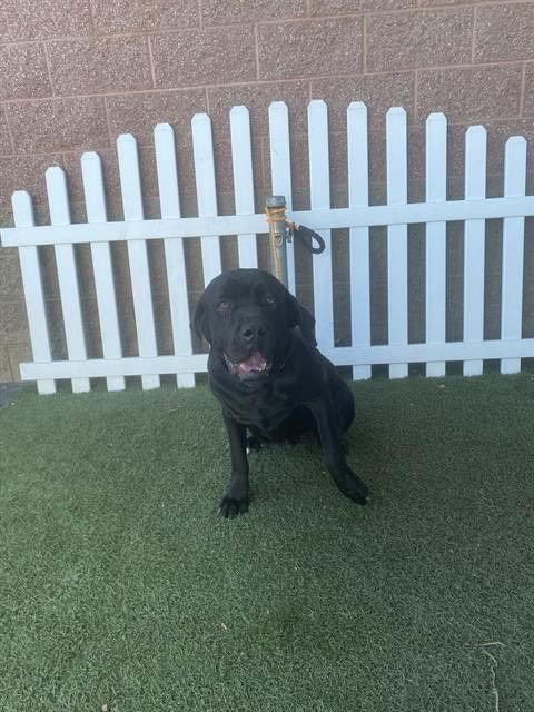 *SAGE - Cane Corso Mastiff available for adoption