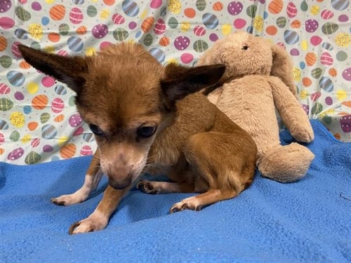 A608256 - Chihuahua available for adoption