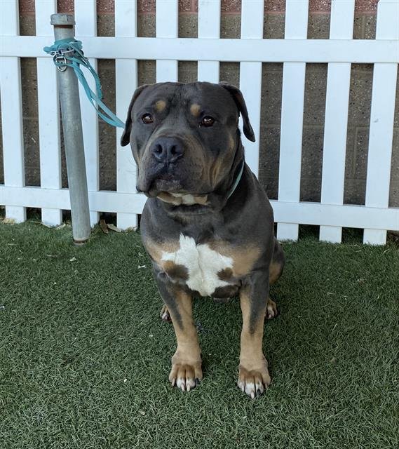 *BRICK - Pit Bull Terrier available for adoption