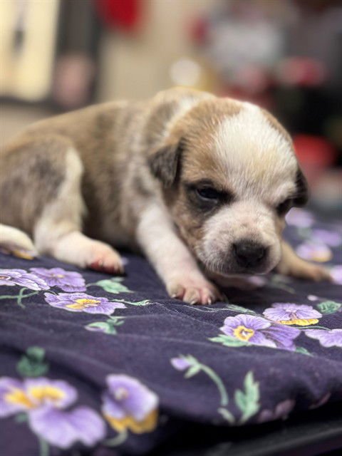 *MIKEY - American Pit Bull Terrier / German Shepherd Dog available for adoption