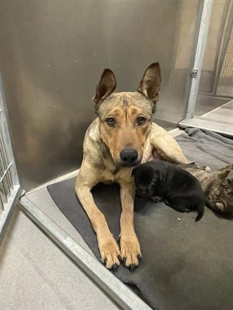 *SUNDAE - German Shepherd Dog available for adoption