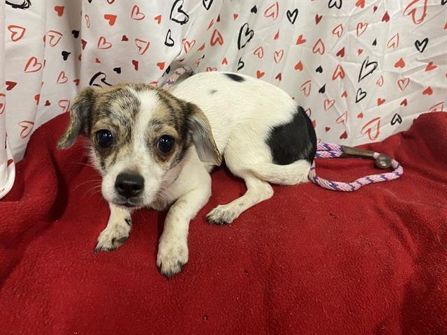 A606919 - Chihuahua available for adoption