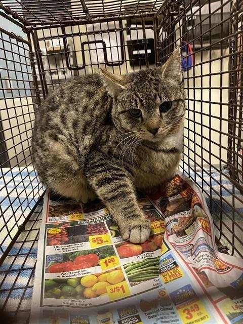 A607729 - Domestic Short Hair available for adoption