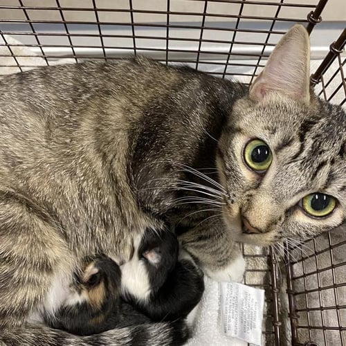 A612996 - Domestic Short Hair available for adoption