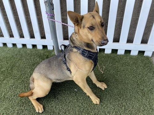 A608286 - German Shepherd Dog available for adoption