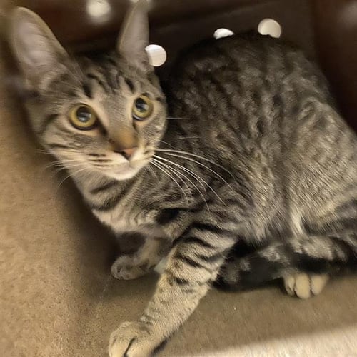 A613023 - Domestic Short Hair available for adoption