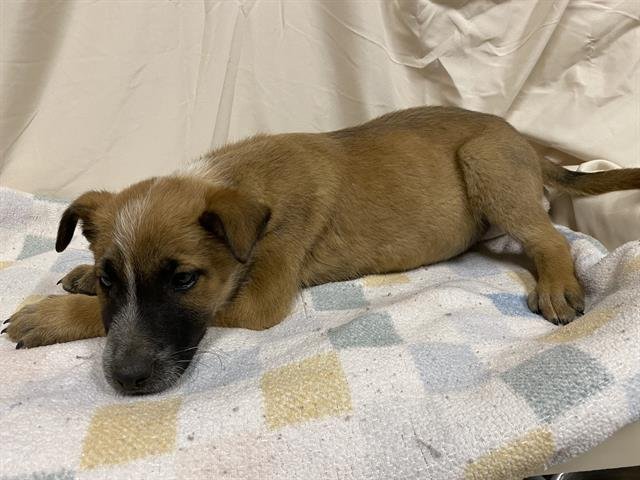 *BREN - German Shepherd Dog available for adoption