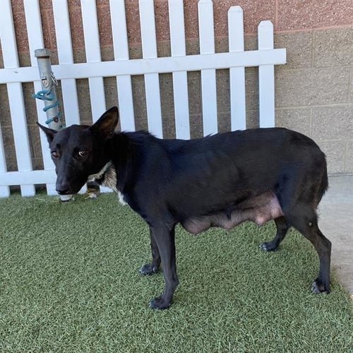 *JOY - Border Collie available for adoption