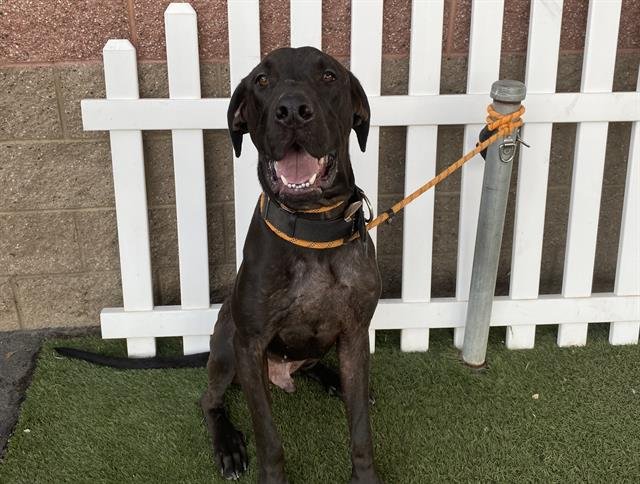 DUDE - Great Dane available for adoption