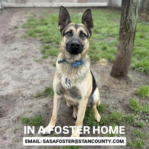 *RICHARD - German Shepherd Dog available for adoption