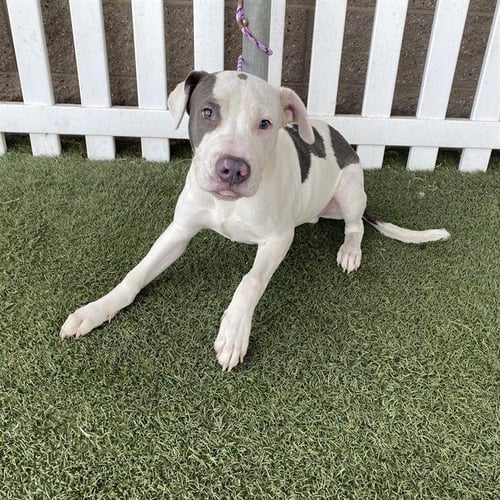 *SPOT - Pit Bull Terrier available for adoption