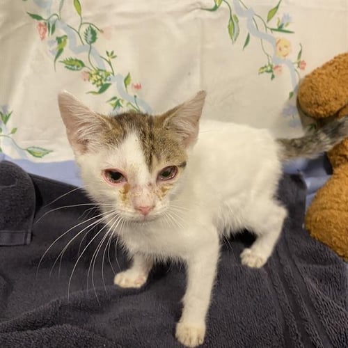 A611118 - Domestic Short Hair for adoption in Modesto