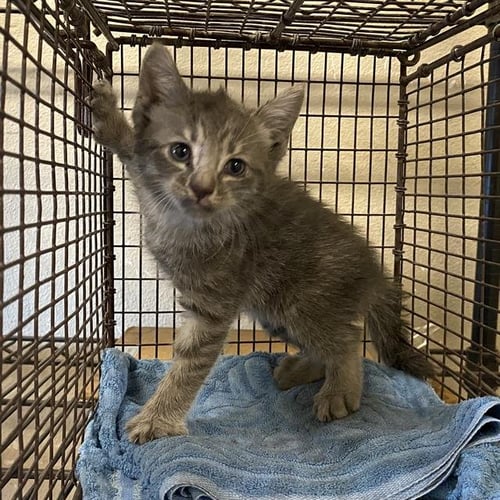 A615525 - Domestic Short Hair available for adoption