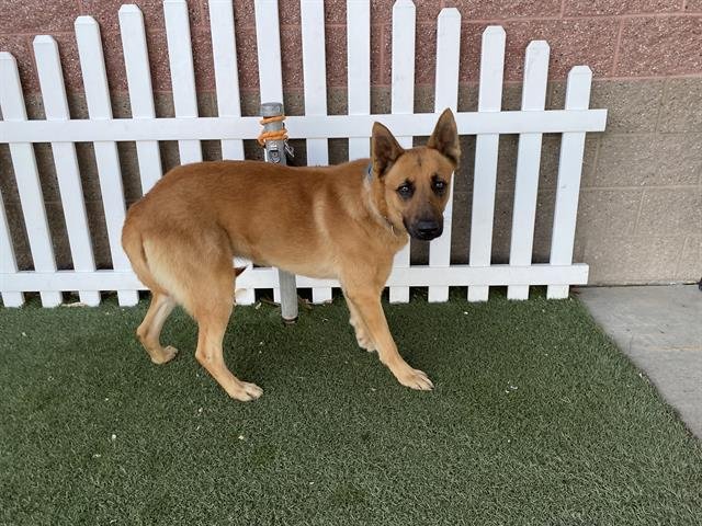 *ARCHER - German Shepherd Dog available for adoption
