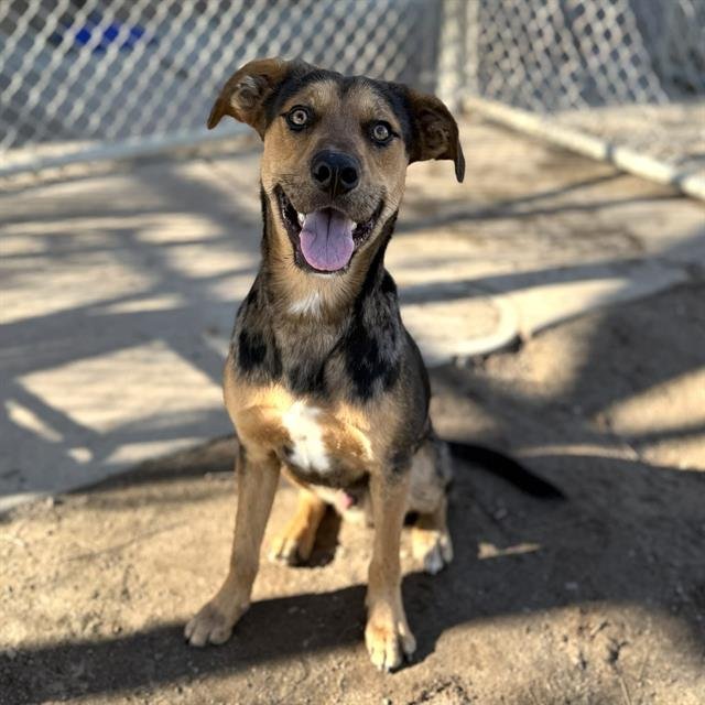 *SCOUT - Catahoula Leopard Dog available for adoption
