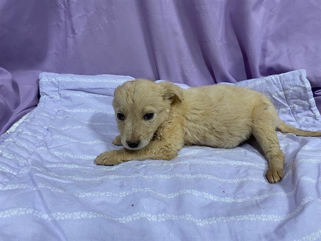 A606884 - Great Pyrenees / Anatolian Shepherd available for adoption