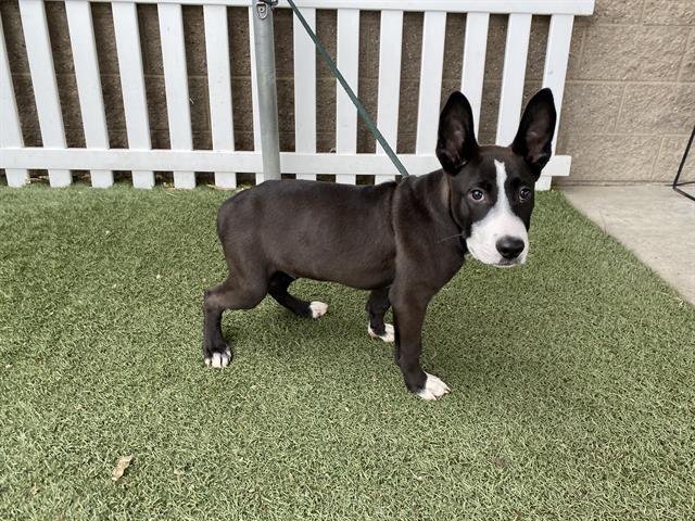OREO - American Pit Bull Terrier available for adoption
