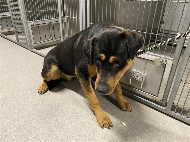 NORTE - Rottweiler available for adoption
