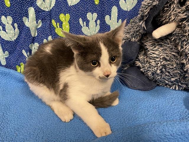 A607391 - Domestic Short Hair available for adoption