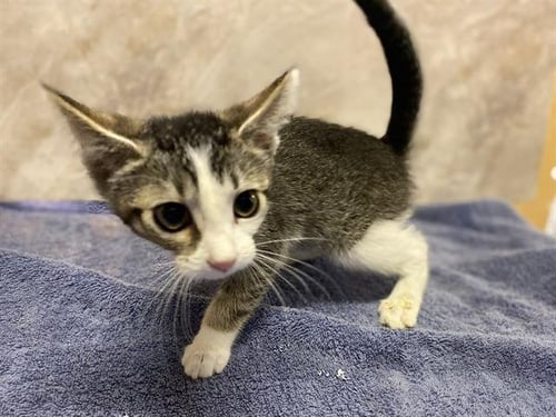*CRICKET - Domestic Medium Hair for adoption in Modesto