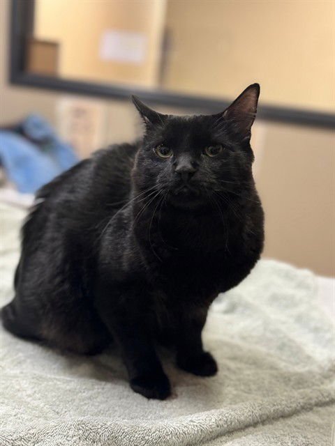 VOODOO - Domestic Short Hair available for adoption