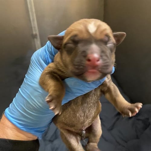 A613198 - Pit Bull Terrier available for adoption