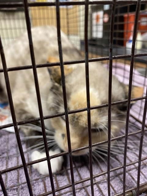 A608226 - Domestic Medium Hair available for adoption