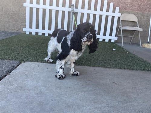 A608212 - Cocker Spaniel available for adoption
