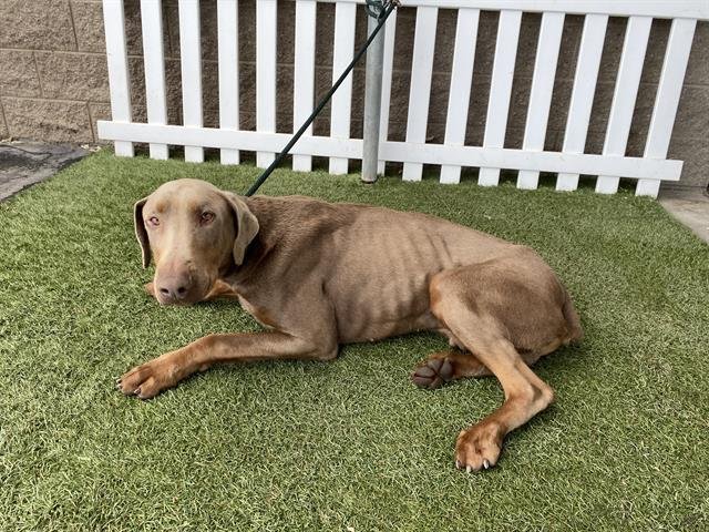 *ZINC - Doberman Pinscher available for adoption