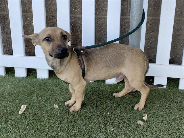 *OSCAR - Dachshund / Chihuahua available for adoption