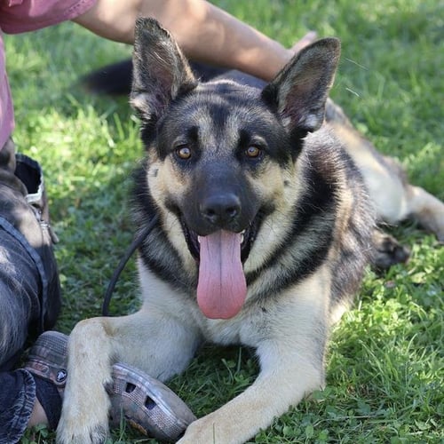 *SQUIRREL - German Shepherd Dog available for adoption
