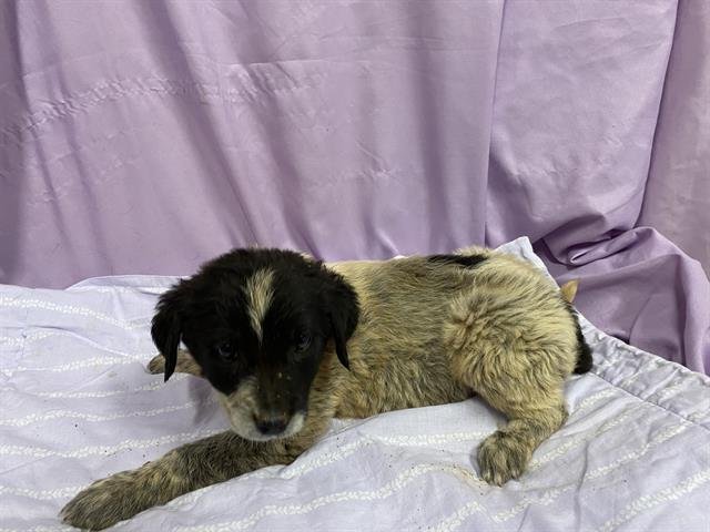 A606889 - Great Pyrenees / Anatolian Shepherd available for adoption