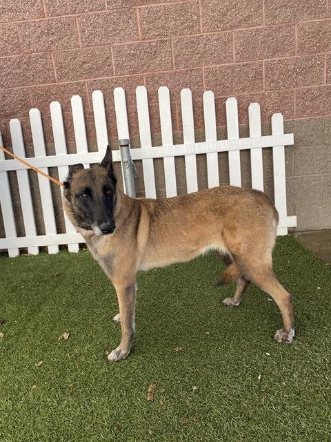 COCO - Belgian Shepherd Malinois available for adoption