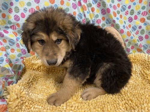 *OLIVER - German Shepherd Dog / Alaskan Malamute available for adoption