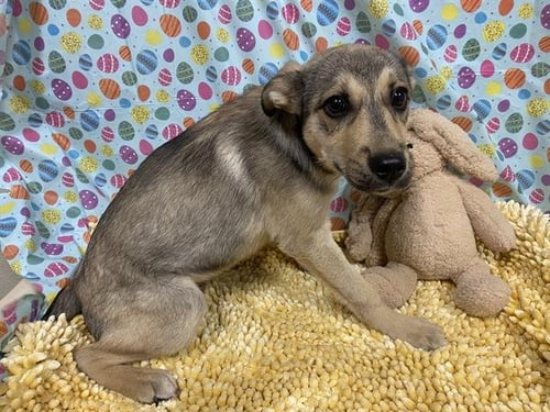 A608494 - German Shepherd Dog available for adoption