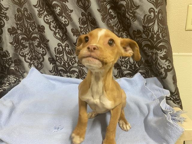 A607751 - Pit Bull Terrier available for adoption