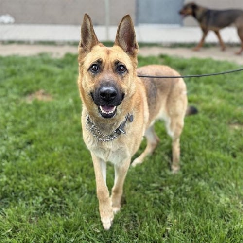 SAM - German Shepherd Dog available for adoption