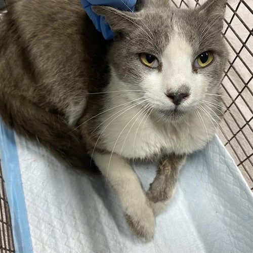 JAX - Domestic Short Hair for adoption in Modesto