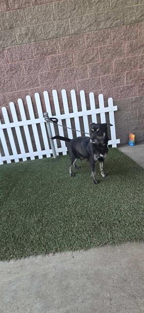 A608370 - Pit Bull Terrier available for adoption