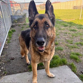 MAX - German Shepherd Dog available for adoption