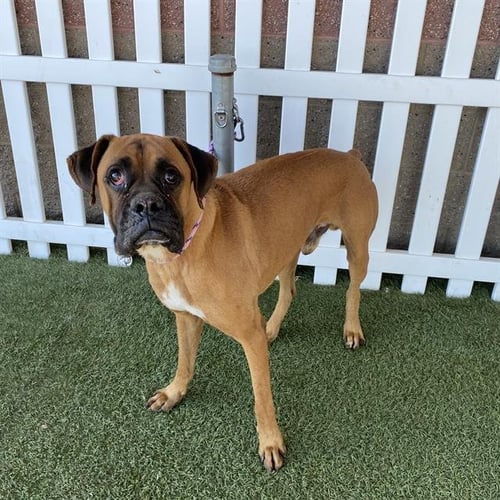 LUCKY - Boxer available for adoption