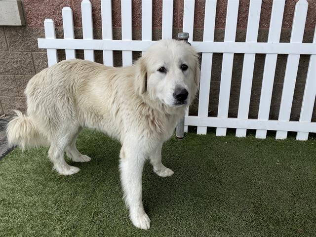 *ZURI - Great Pyrenees available for adoption