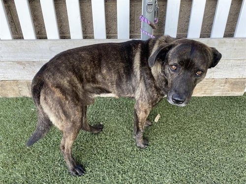 A608938 - Pit Bull Terrier available for adoption