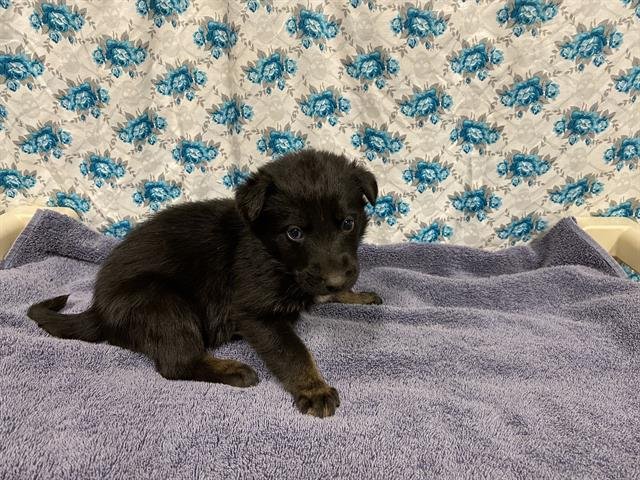 *MAEVE - Border Collie / German Shepherd Dog available for adoption