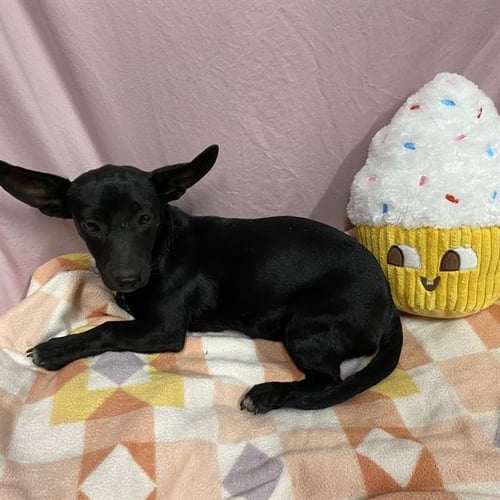 *PEPPER - Chihuahua available for adoption