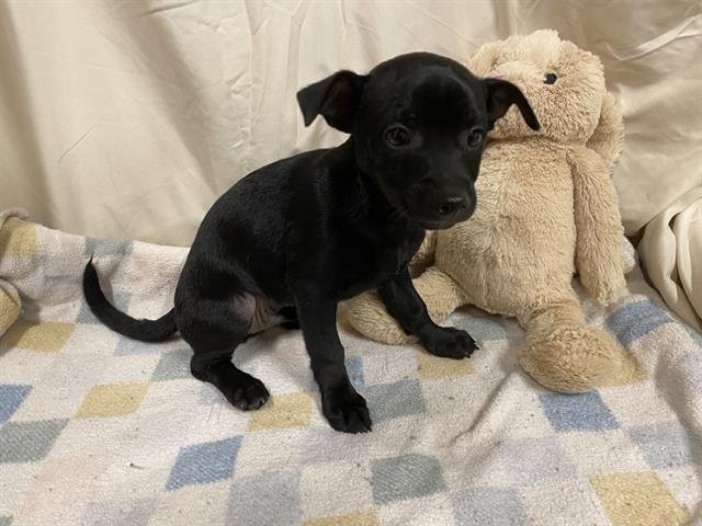 A607831 - Chihuahua / Norfolk Terrier available for adoption