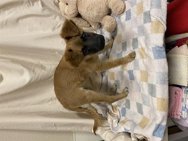 A607991 - Chihuahua available for adoption