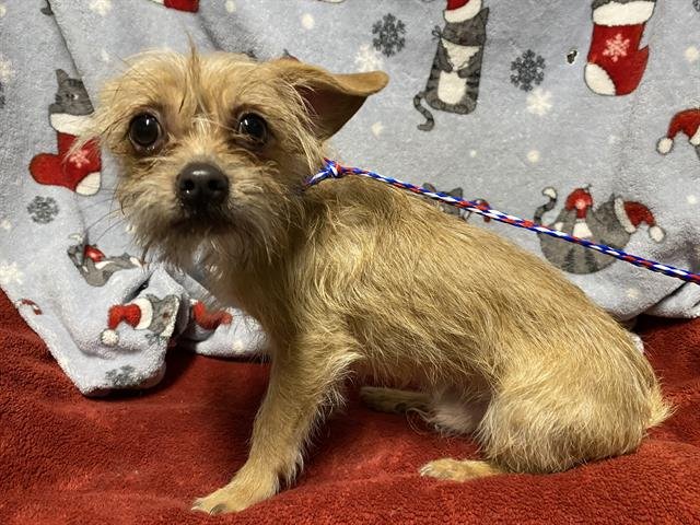 *TAD - Yorkshire Terrier Yorkie available for adoption