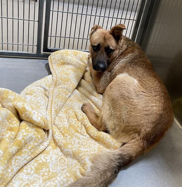 A607807 - Belgian Shepherd Malinois available for adoption