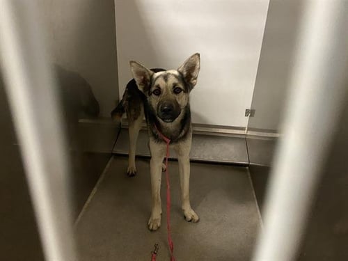 *APPLE - German Shepherd Dog available for adoption